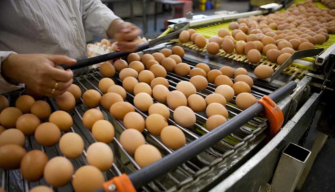 VJS Phytosanitary Service (P) Ltd (Food Testing Laboratory)