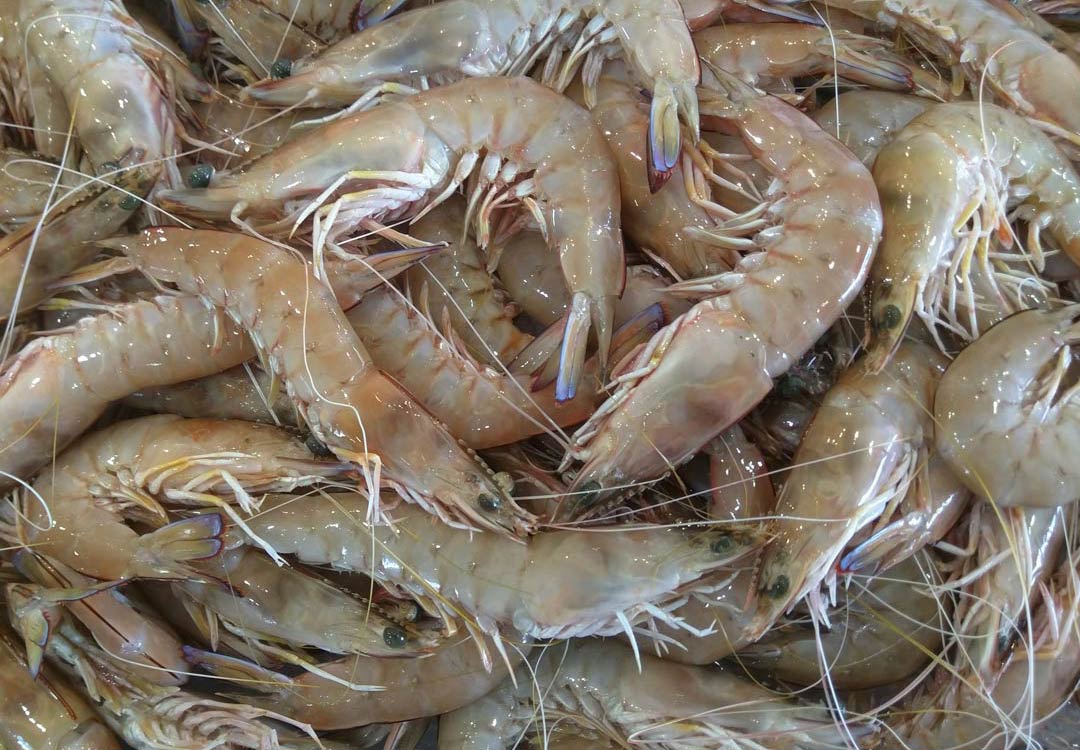 VJS Phytosanitary Service (P) Ltd (Food Testing Laboratory)