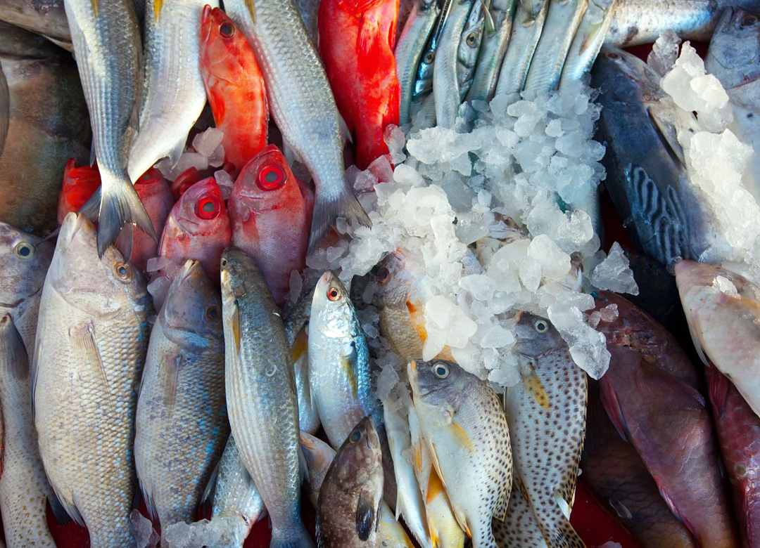 VJS Phytosanitary Service (P) Ltd (Food Testing Laboratory)