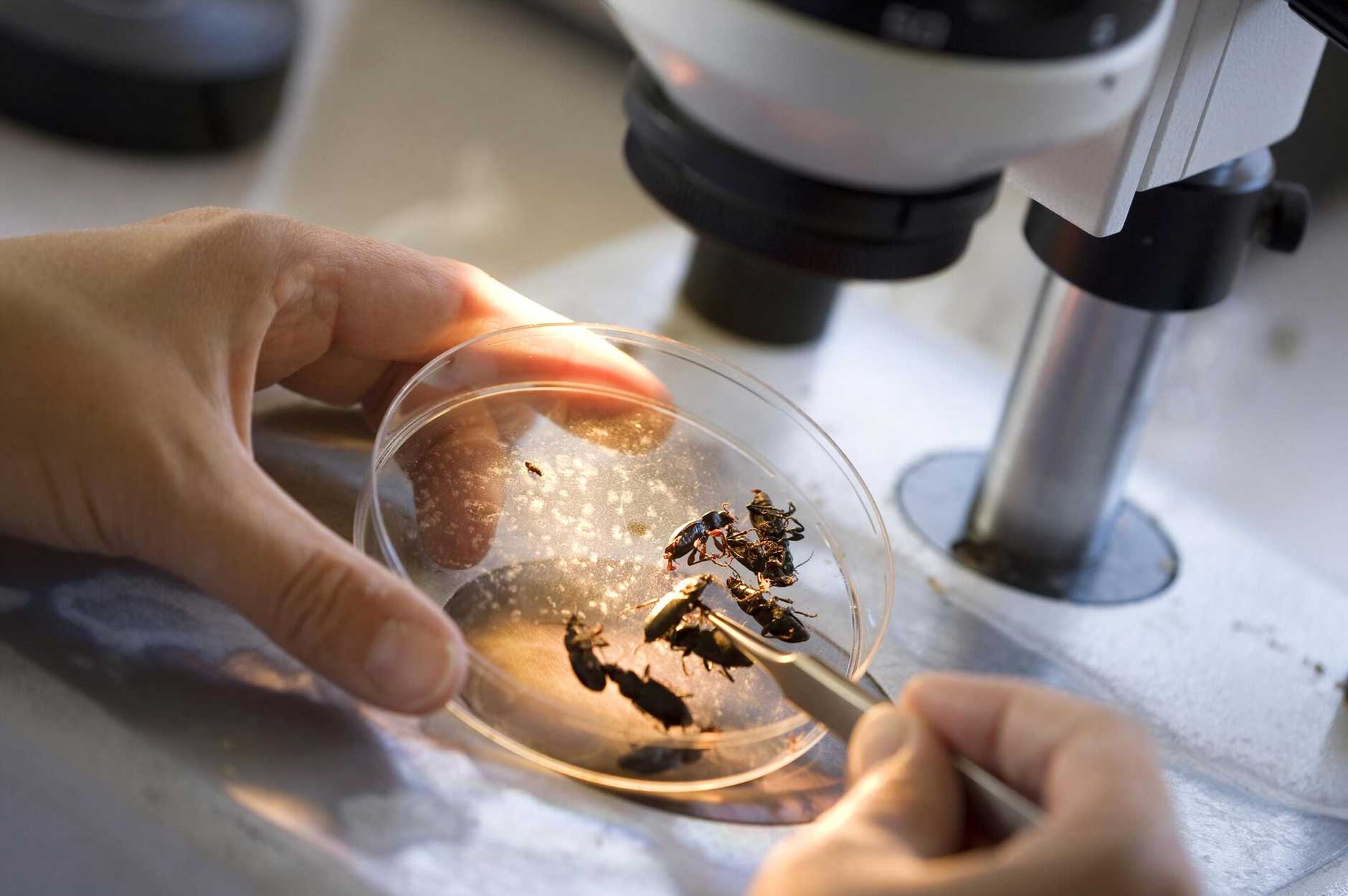 VJS Phytosanitary Service (P) Ltd (Food Testing Laboratory)